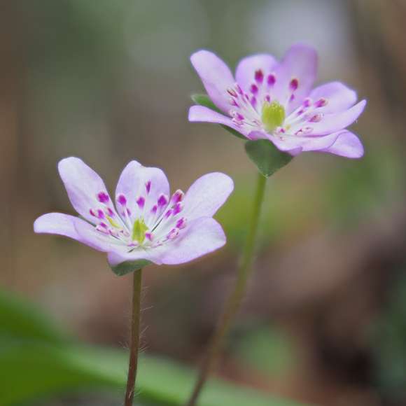 Focus Stacking
